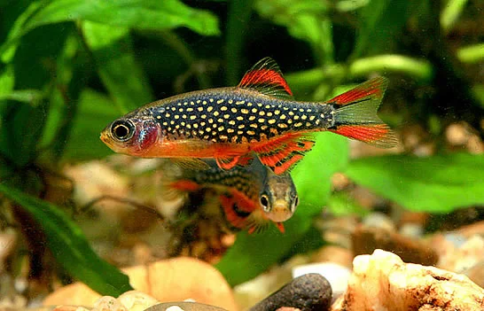 Rasbora galaxy (Celestichthys margaritatus)